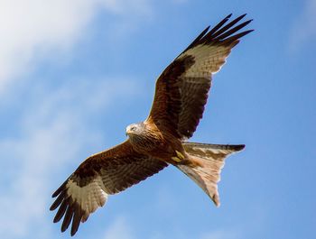 Low angle view of eagle flying