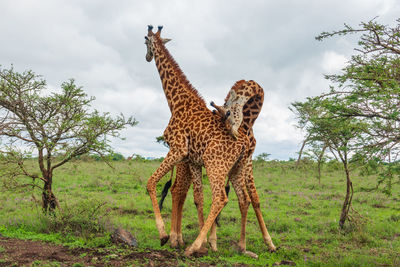 Two male giraffes fighting in the wild at nairobi national park in kenya