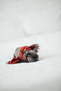 Close-up of dog sitting on bed