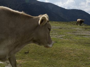 Side view of horse on field