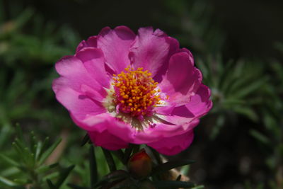 Close-up of pink flower