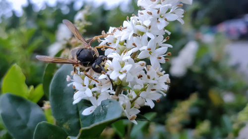 Close-up of bee on flower