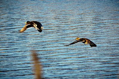 Bird in water