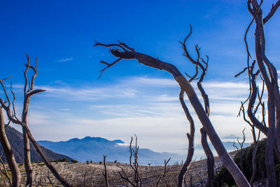 Close-up of bare tree against blue sky