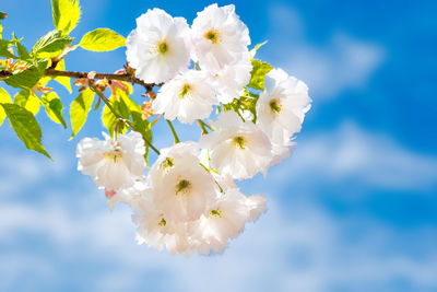 Close-up of white cherry blossoms against sky