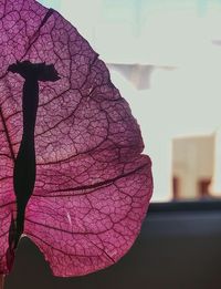 Close-up of red leaf