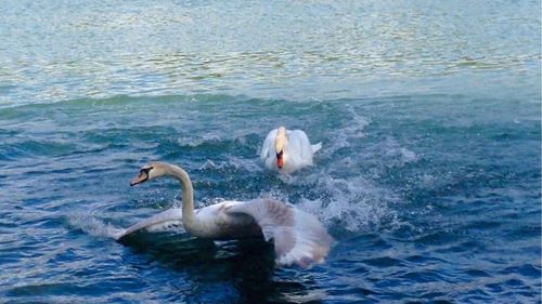 Birds swimming in lake