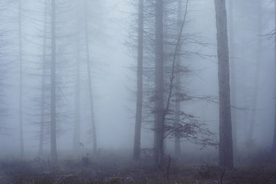 Trees in forest during foggy weather