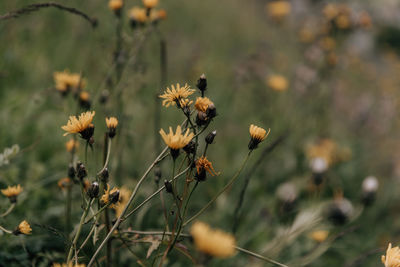 Close-up of flowering plants on land