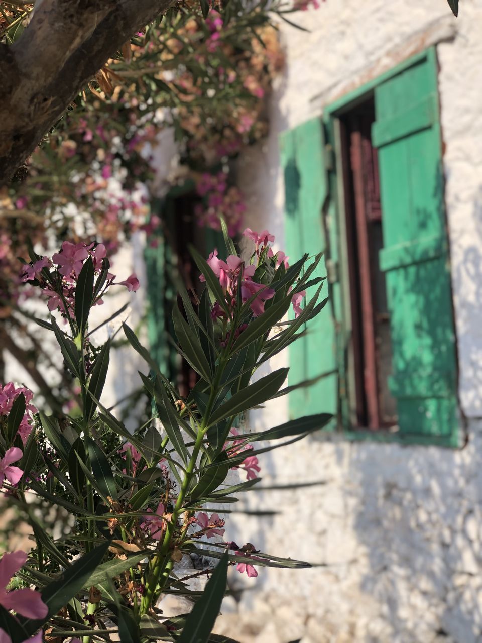 PINK FLOWER POT BY WINDOW ON BUILDING