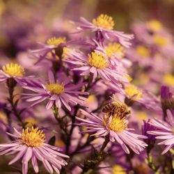 Close-up of bee on purple flowering plant