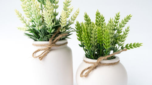 Close-up of potted plant