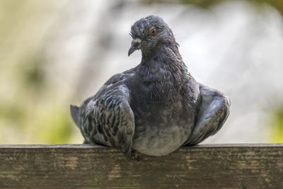 Pigeon resting at park