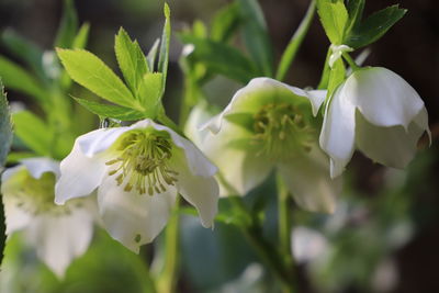 Close-up of white flowering plant