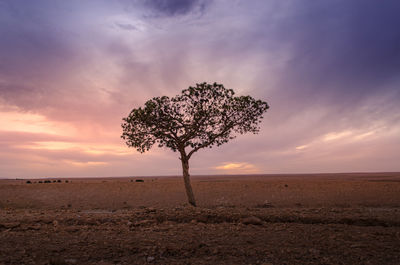  solo tree in the desertic landscape, taken at the golden hour whit a cloudy dramatic sky.