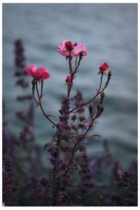 Close-up of pink flowers