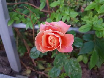 Close-up of pink rose