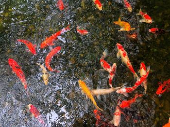 High angle view of koi carps swimming in lake