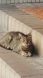 Portrait of cat lying on footpath