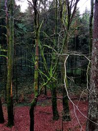 View of trees in forest