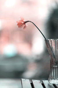 Close-up of pink flowering plant on table