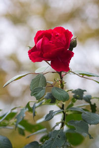 Close-up of red rose blooming outdoors