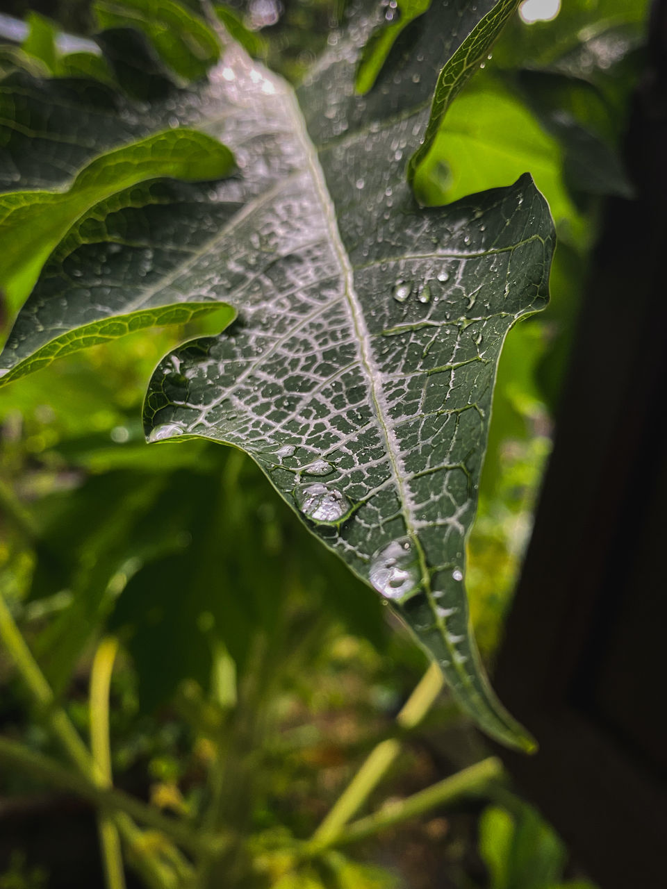 CLOSE-UP OF WET LEAVES