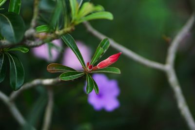 Close-up of pink flower buds