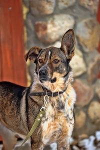 Portrait of a dog looking away