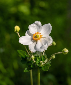 Close-up of white flowering plant