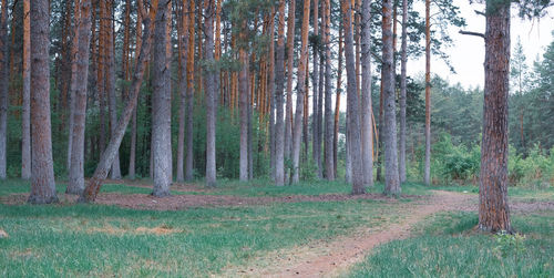 Trees growing in forest