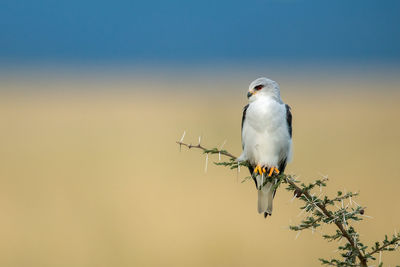 Black-shouldered kite perches on thornbush looking left