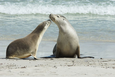 High angle view of sea lion on beach