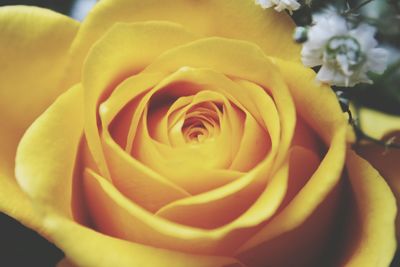 Close-up of yellow rose blooming outdoors