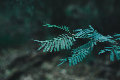 Close-up of frozen plant during winter