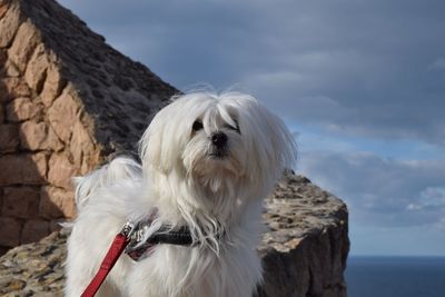 Close-up of dog standing on rock against sky