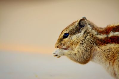 Close-up of rabbit