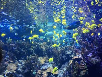 Fish swimming in sea