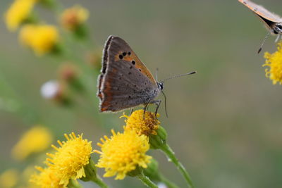 Close-up of butterfly pollinating on yellow flower