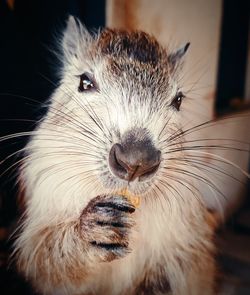 Close-up portrait of an animal