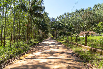 Narrow pathway along trees