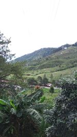 Scenic view of agricultural field against clear sky