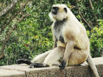 Monkey looking away while sitting.