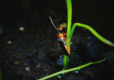 Close-up of insect on leaf