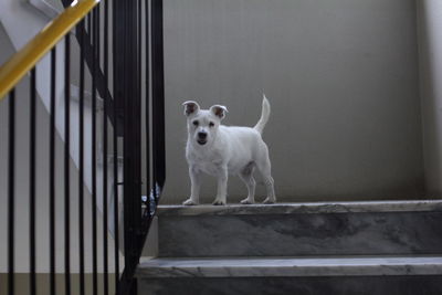 Portrait of white dog standing on railing