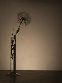 Beige dry grass branches in a vase standing on a white wall with copy space. minimalistic style