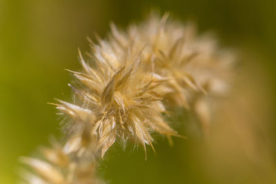 Close-up of water drops on plant