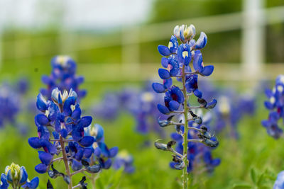 Close-up of a blue bonnet field.