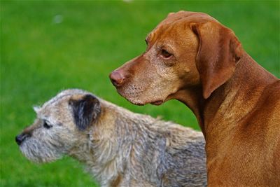 Close-up of two dogs standing on grassy field 