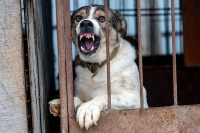 Angry mongrel dog in a cage at an animal shelter. portrait of an angry dog barking into the camera 